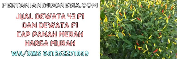 dewata 43 f1,dewata f1,panah merah,cap panah merah,f1